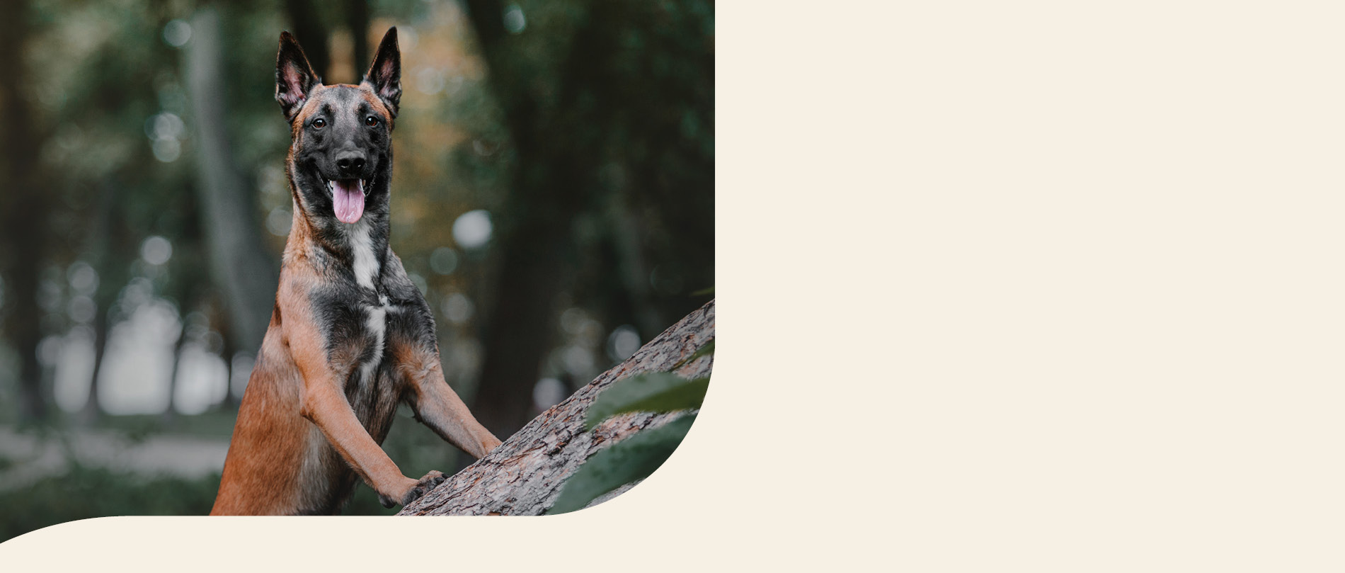 mera petfood hunderassen malinois