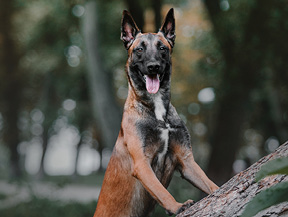 mera petfood hunderassen malinois