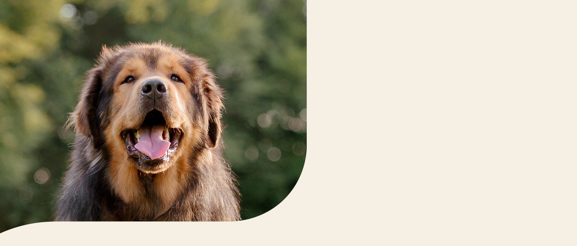 mera petfood hunderassen neufundländer