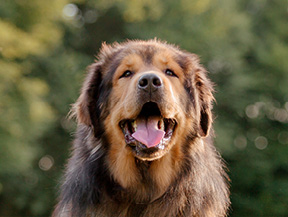 mera petfood hunderassen neufundländer