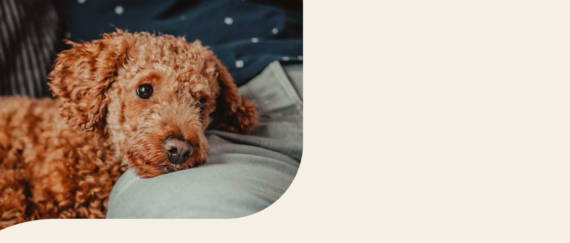 mera petfood hunderassen pudel