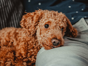 mera petfood hunderassen pudel