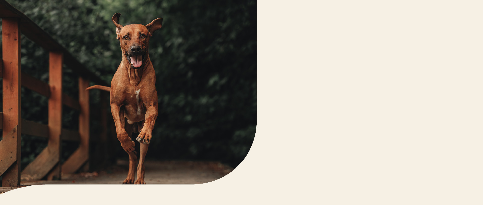 mera petfood hunderassen rhodesian ridgeback