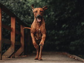 mera petfood hunderassen rhodesian ridgeback