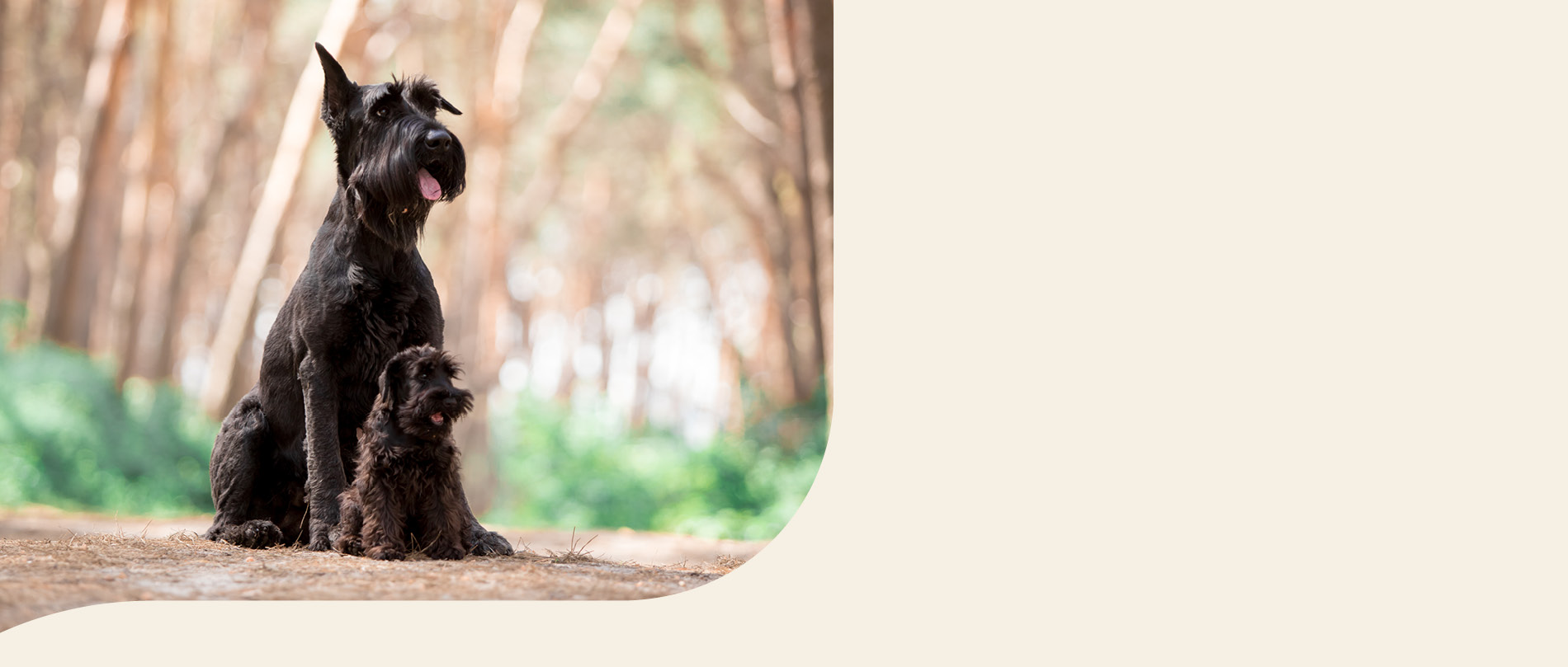 mera petfood hunderasse riesenschnauzer