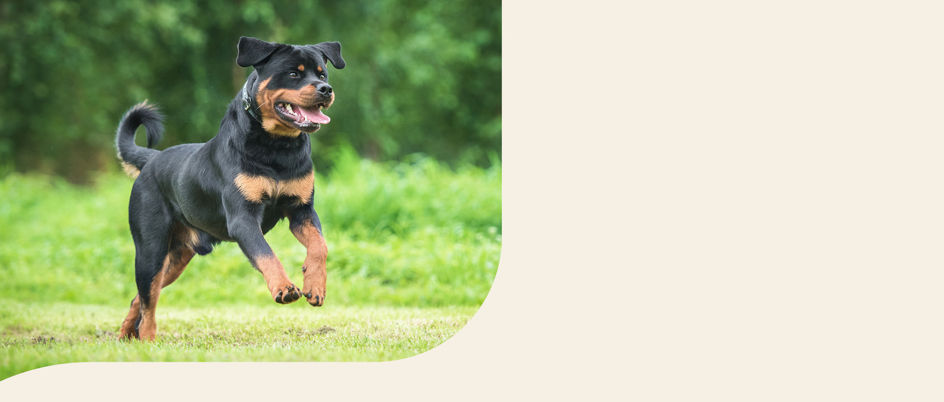 mera petfood hunderasse rottweiler