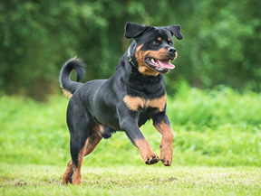mera petfood hunderasse rottweiler