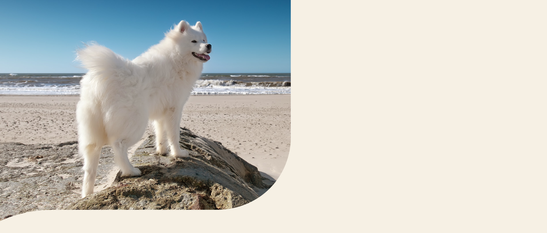 mera petfood hunderasse samojede