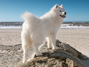 mera petfood hunderasse samojede