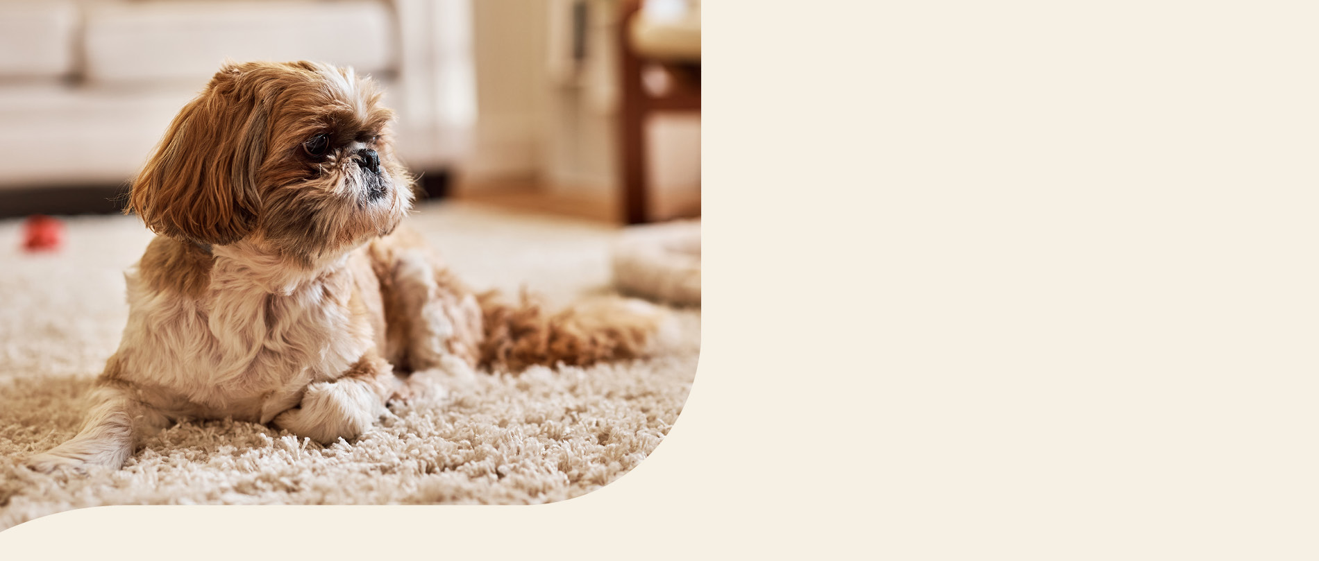 mera petfood hunderasse shih tzu