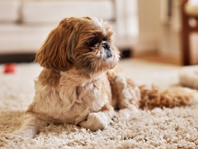 mera petfood hunderasse shih tzu