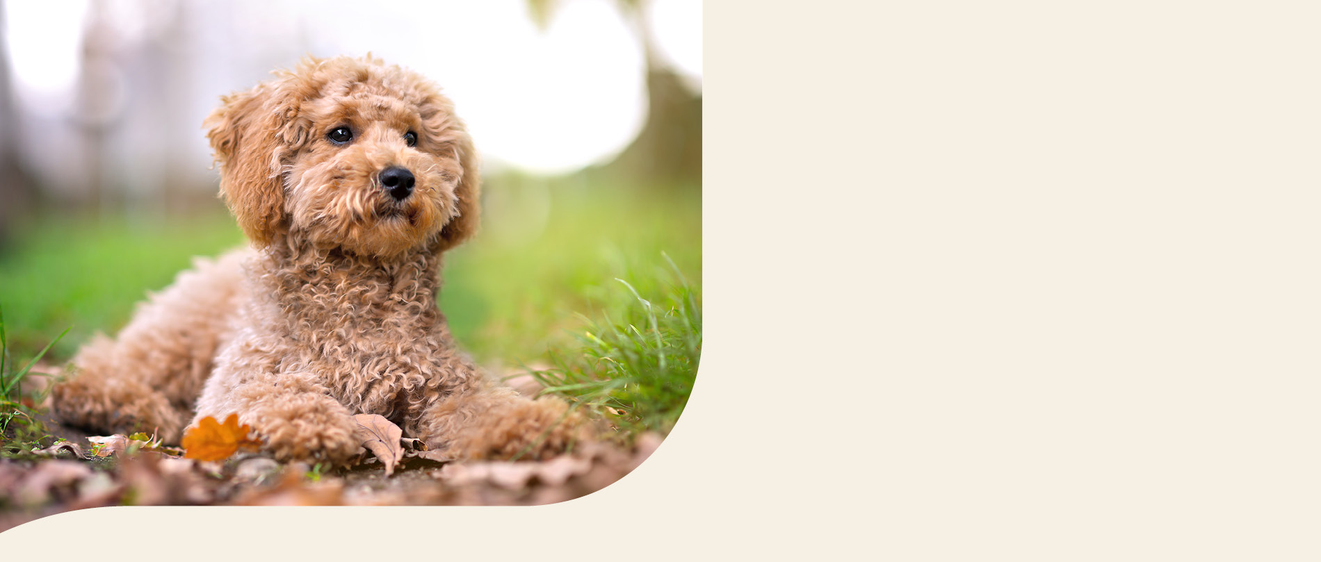 mera petfood hunderasse toypudel