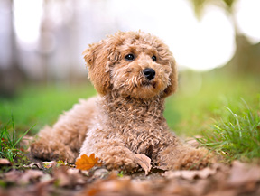 mera petfood hunderasse toypudel