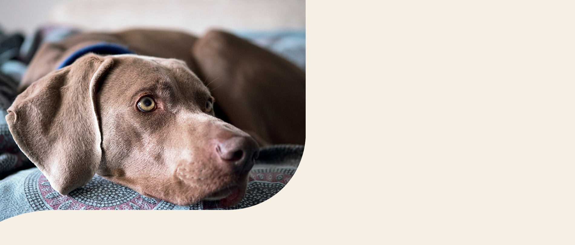 mera petfood hunderasse weimaraner