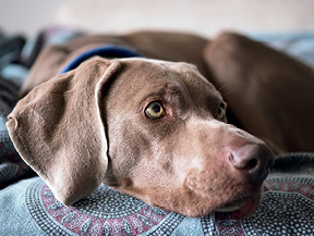 mera petfood hunderasse weimaraner