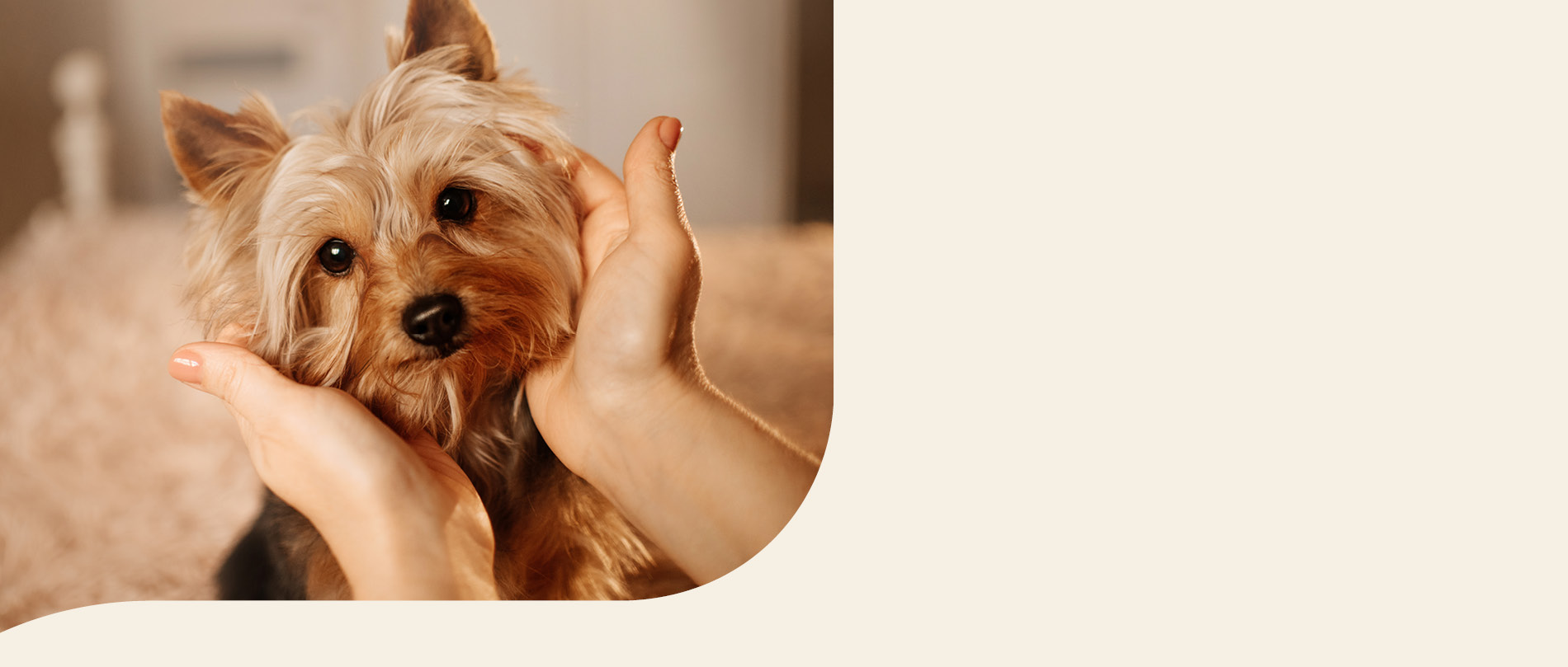 mera petfood hunderasse yorkshire terrier