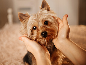 mera petfood hunderasse yorkshire terrier