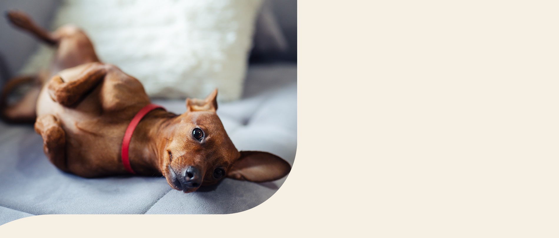 mera petfood hunderasse zwergpinscher