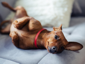 mera petfood hunderasse zwergpinscher