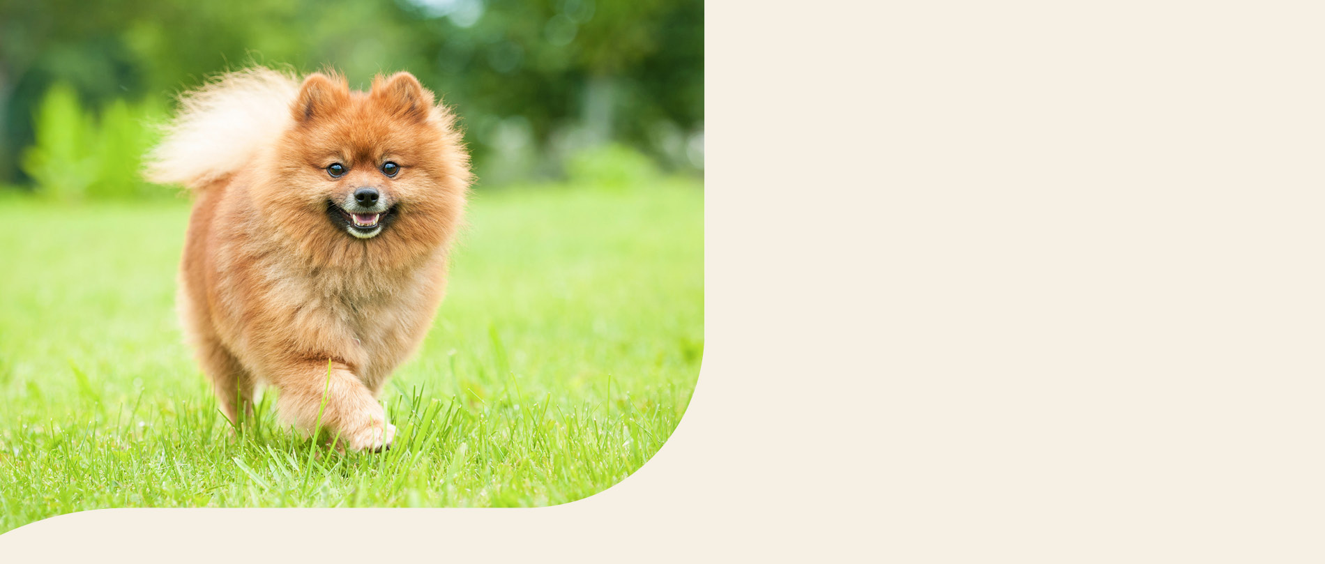 mera petfood hunderasse zwergspitz