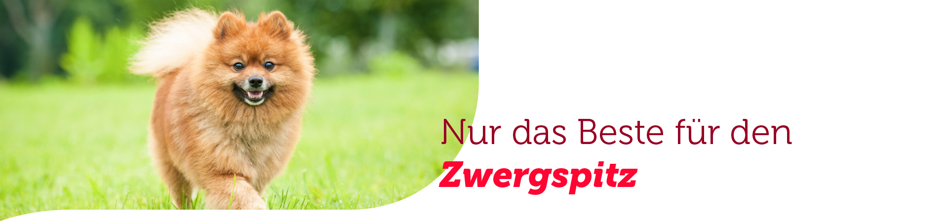 Hundefutter für den Zwergspitz