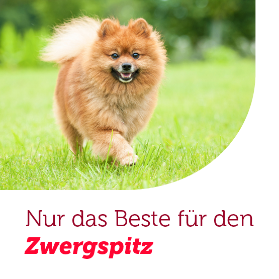 Hundefutter für den Zwergspitz