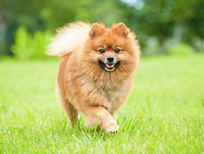 mera petfood hunderasse zwergspitz