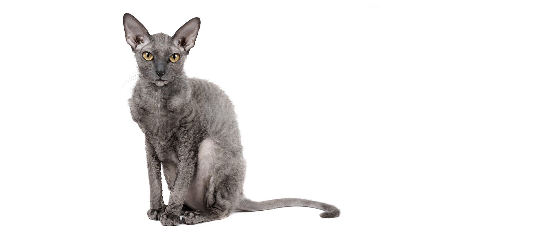 Cornish Rex Katze