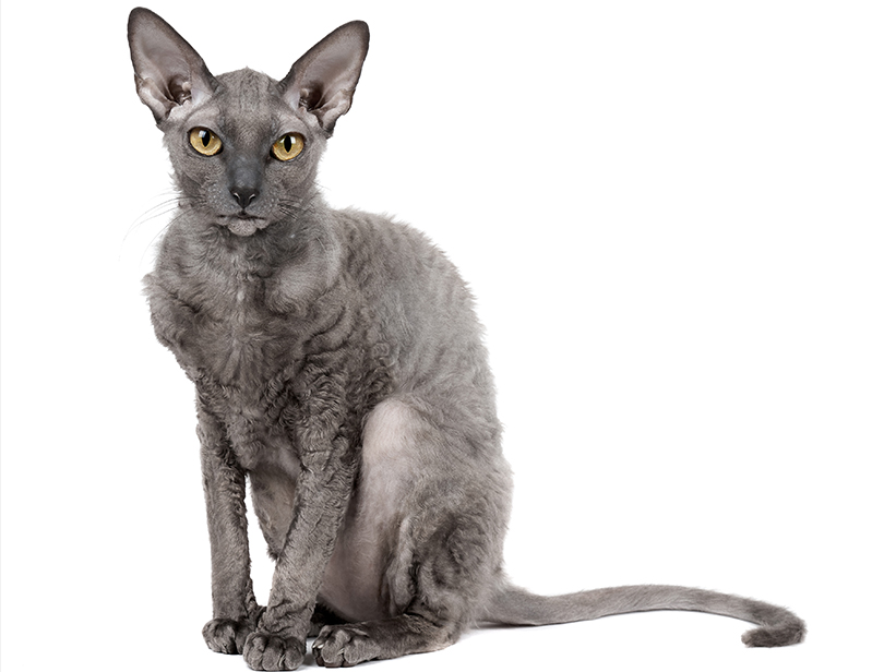 Cornish Rex Katze