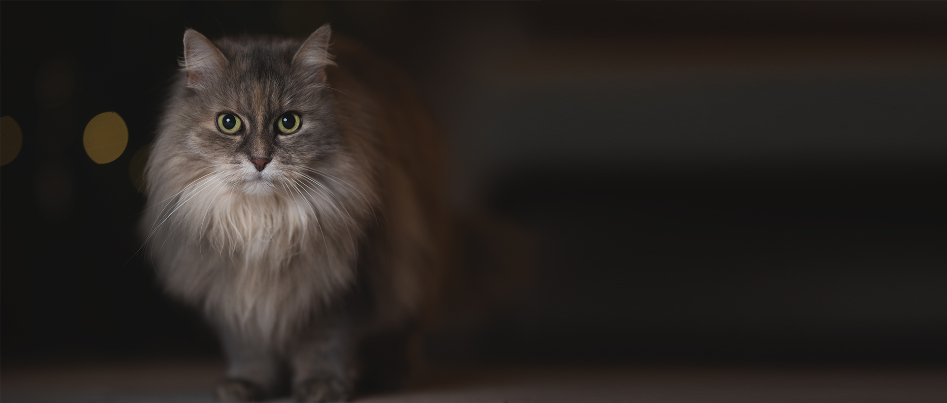 Deutsch Langhaar Katze