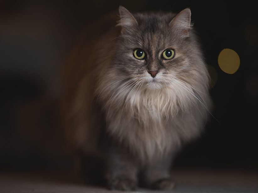 Deutsch Langhaar Katze