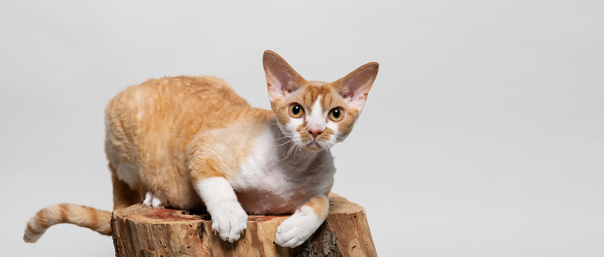 Devon Rex Katze