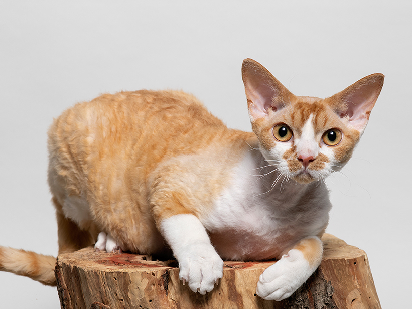 Devon Rex Katze
