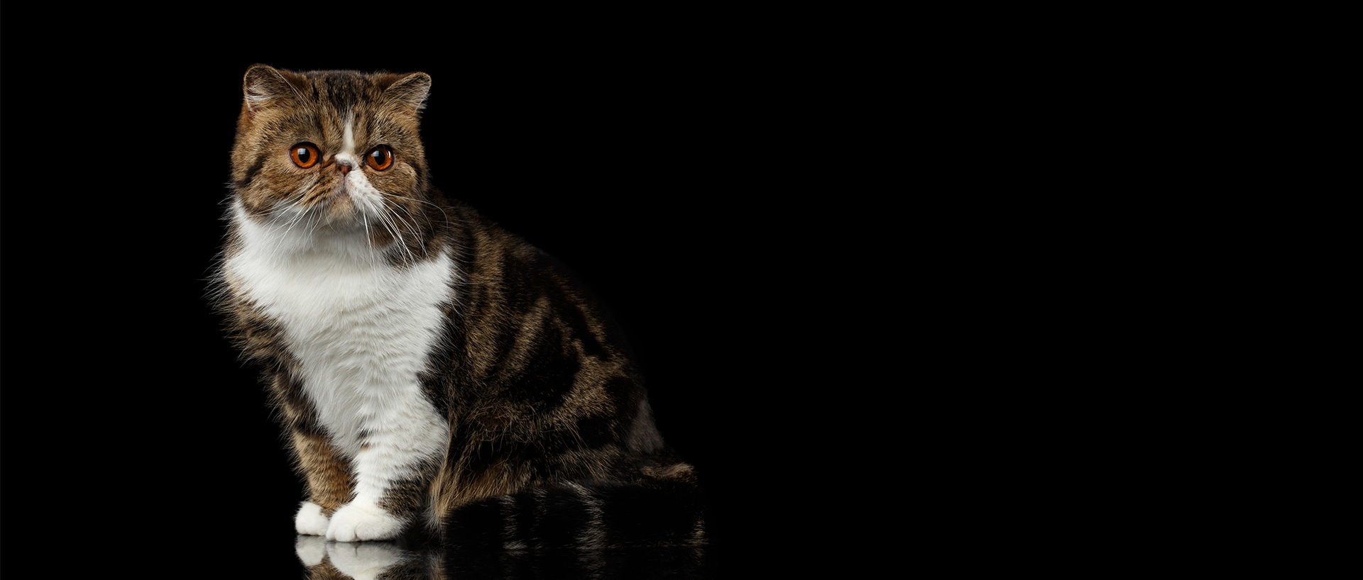 Exotic Shorthair Katze