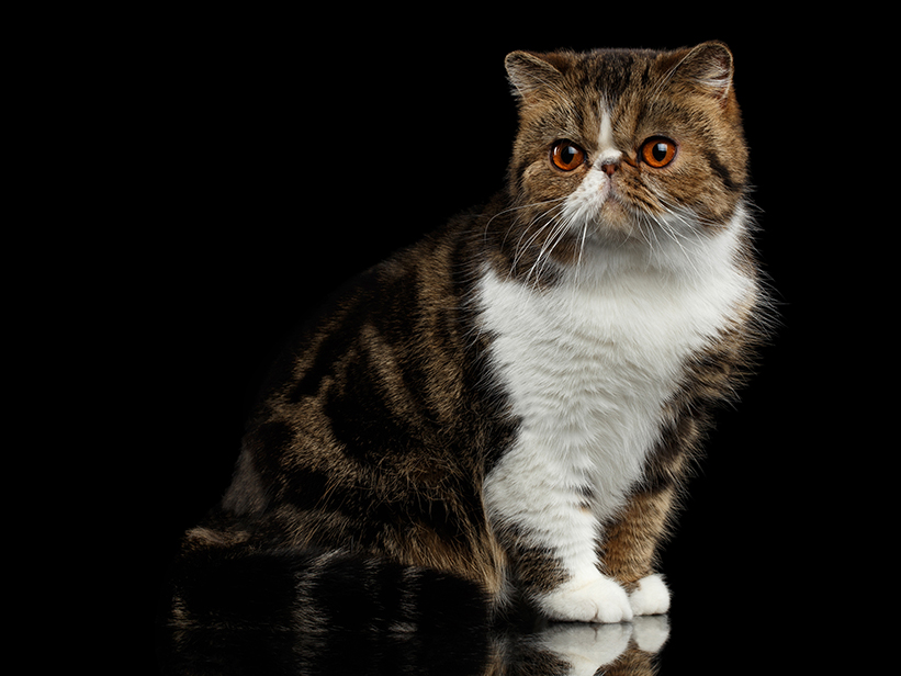 Exotic Shorthair Katze