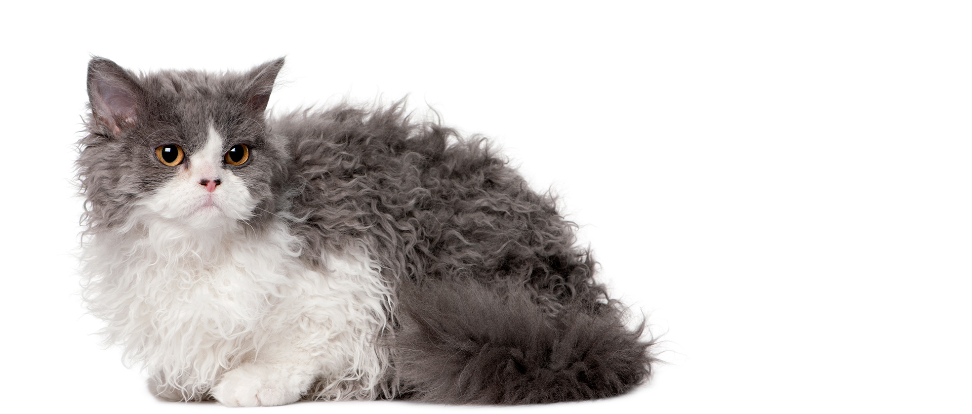 Selkirk Rex Katze