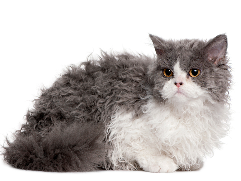 Selkirk Rex Katze