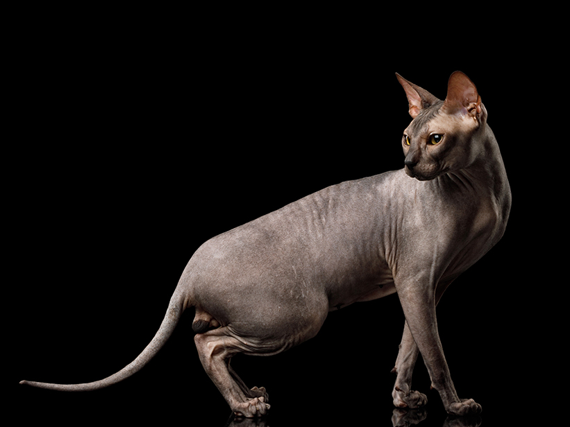 Sphynx-Katze