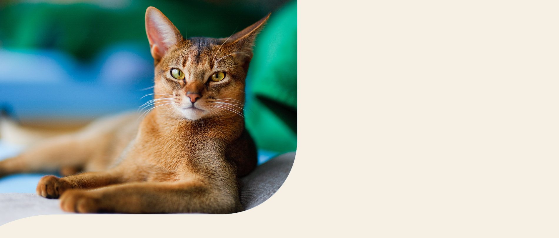 mera Petfood Katzenrassen Abessinier Katze