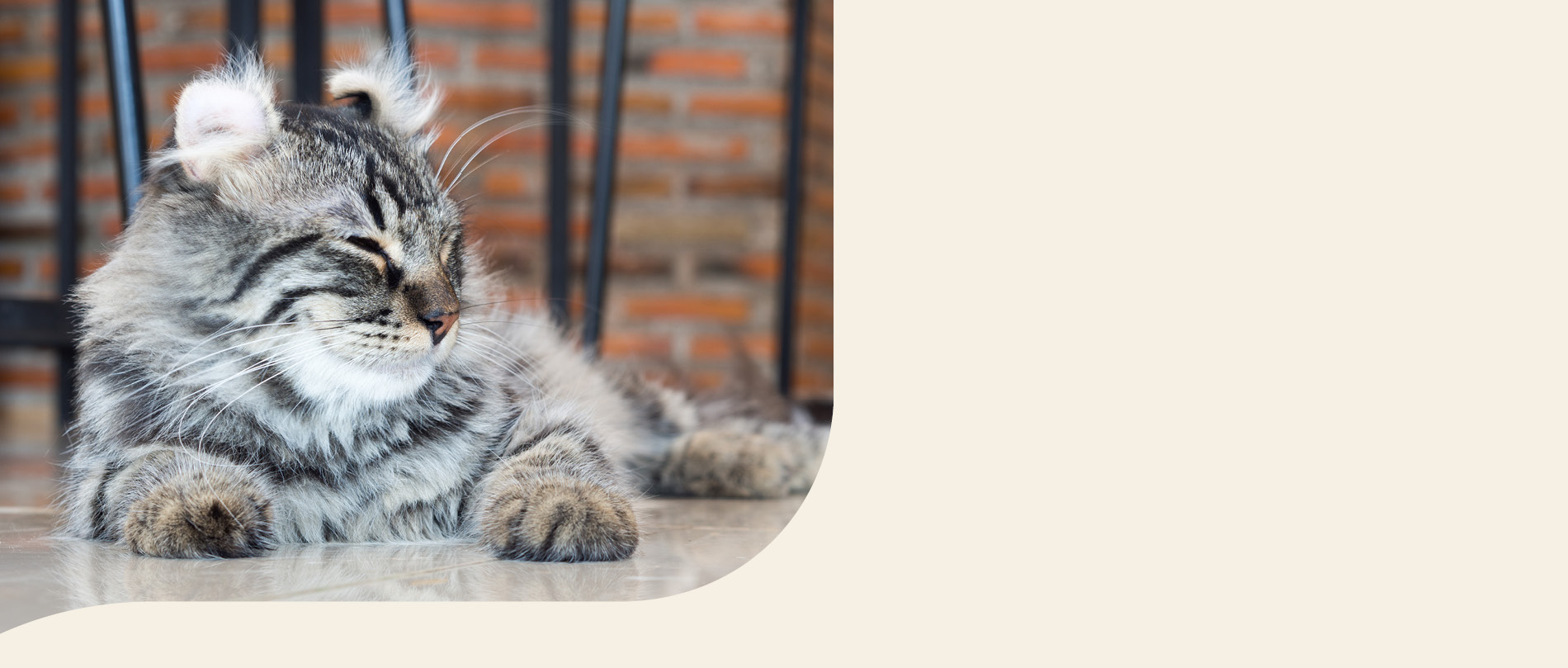 mera Petfood Katzenrassen - American Curl Katze