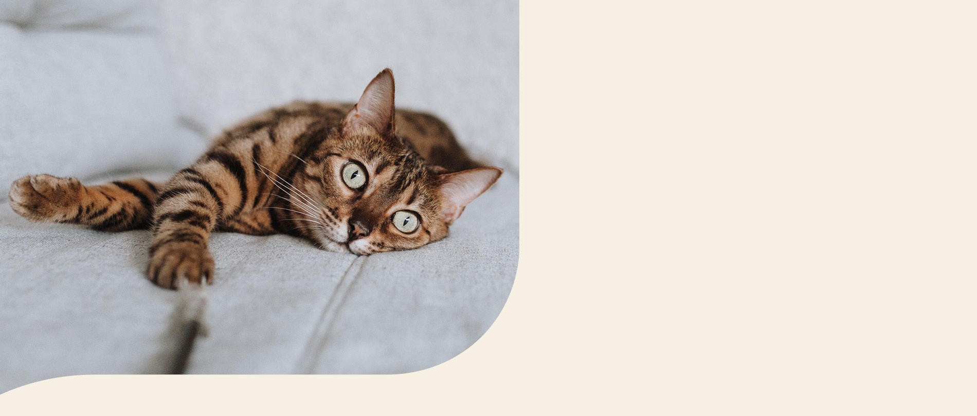 mera Petfood Katzenrassen - Bengalkatze