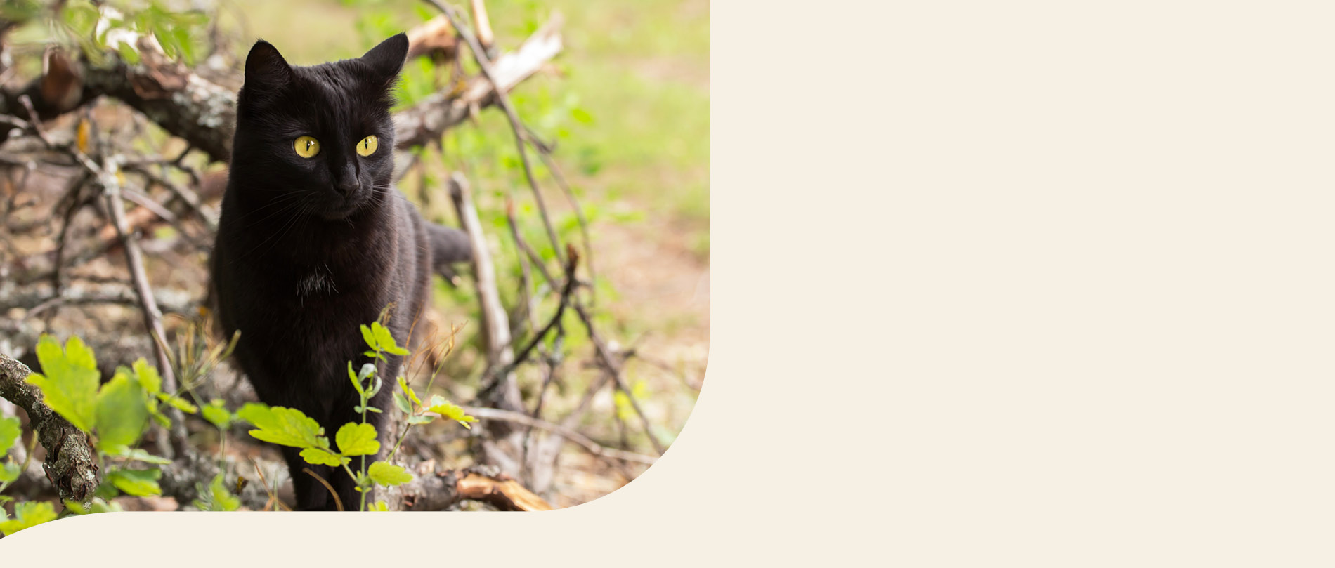 Mera Petfood Katzenrassen - Bombay Katze