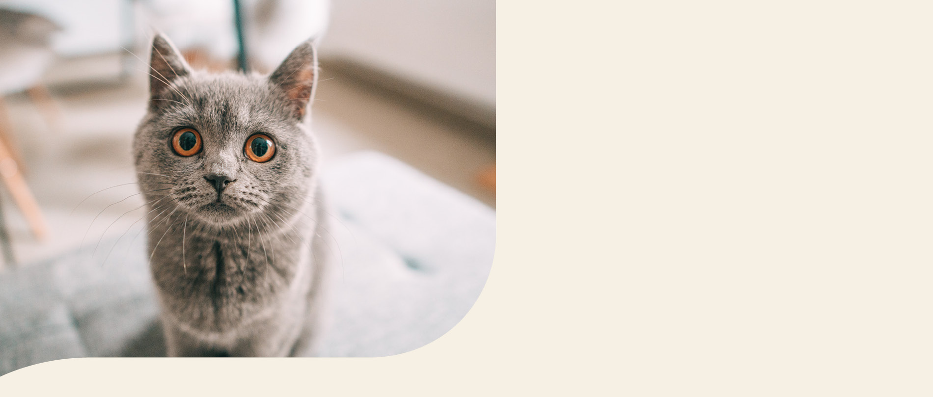 Mera Petfood Katzenrassen - Britisch Kurzhaar