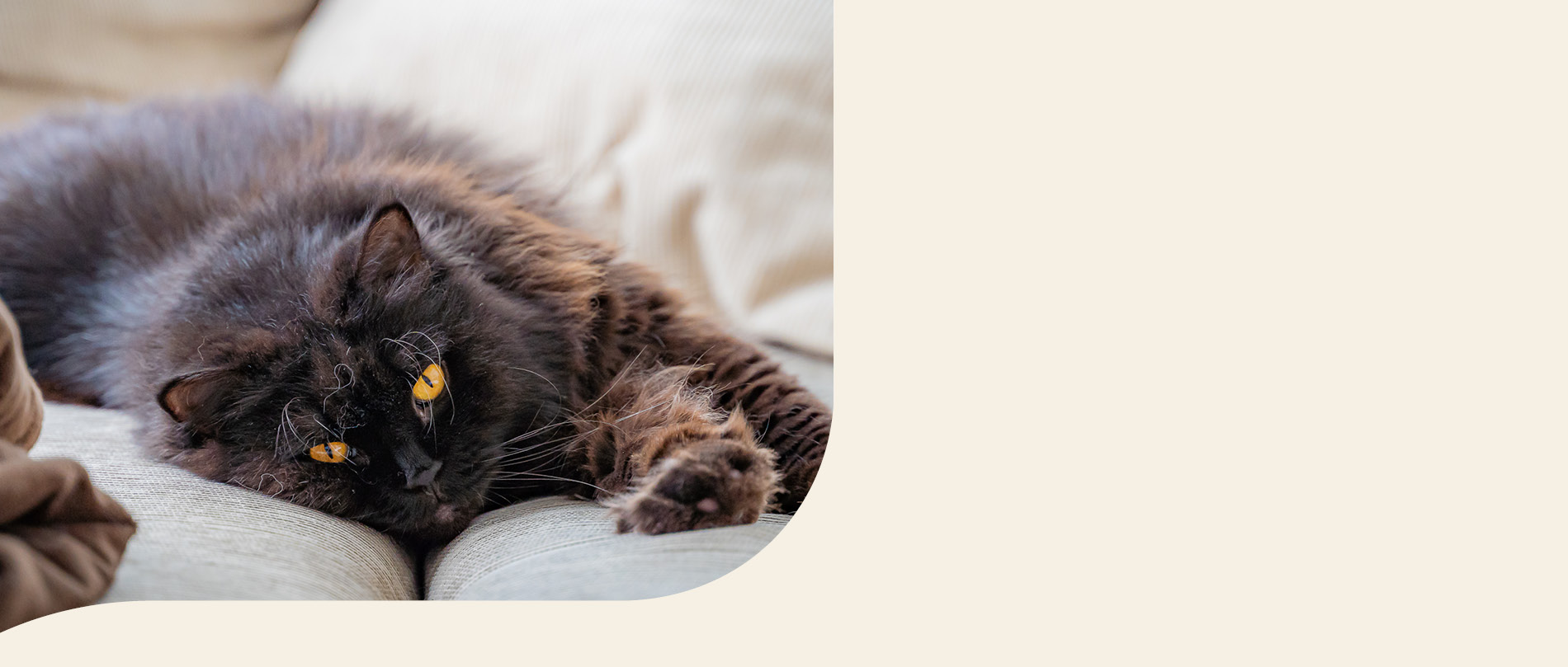 Mera Petfood Katzenrassen - Britisch Langhaar