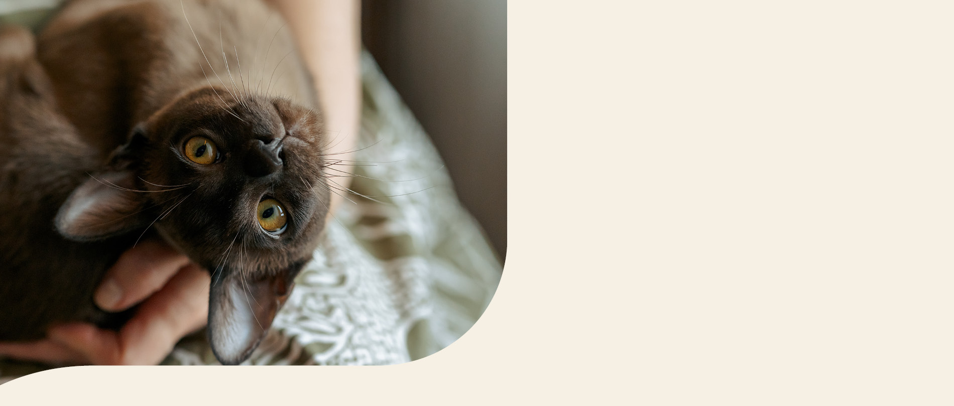 Mera Petfood Katzenrassen - Burma Katze