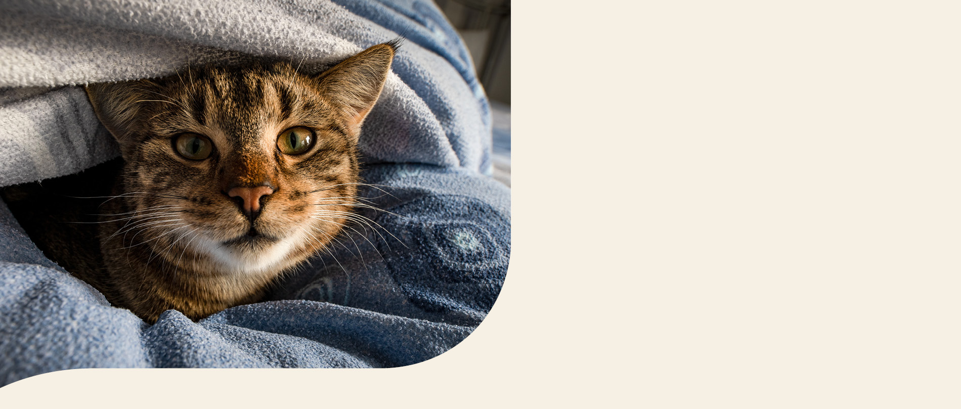 Mera Petfood Katzenrassen - Europäisch Kurzhaar