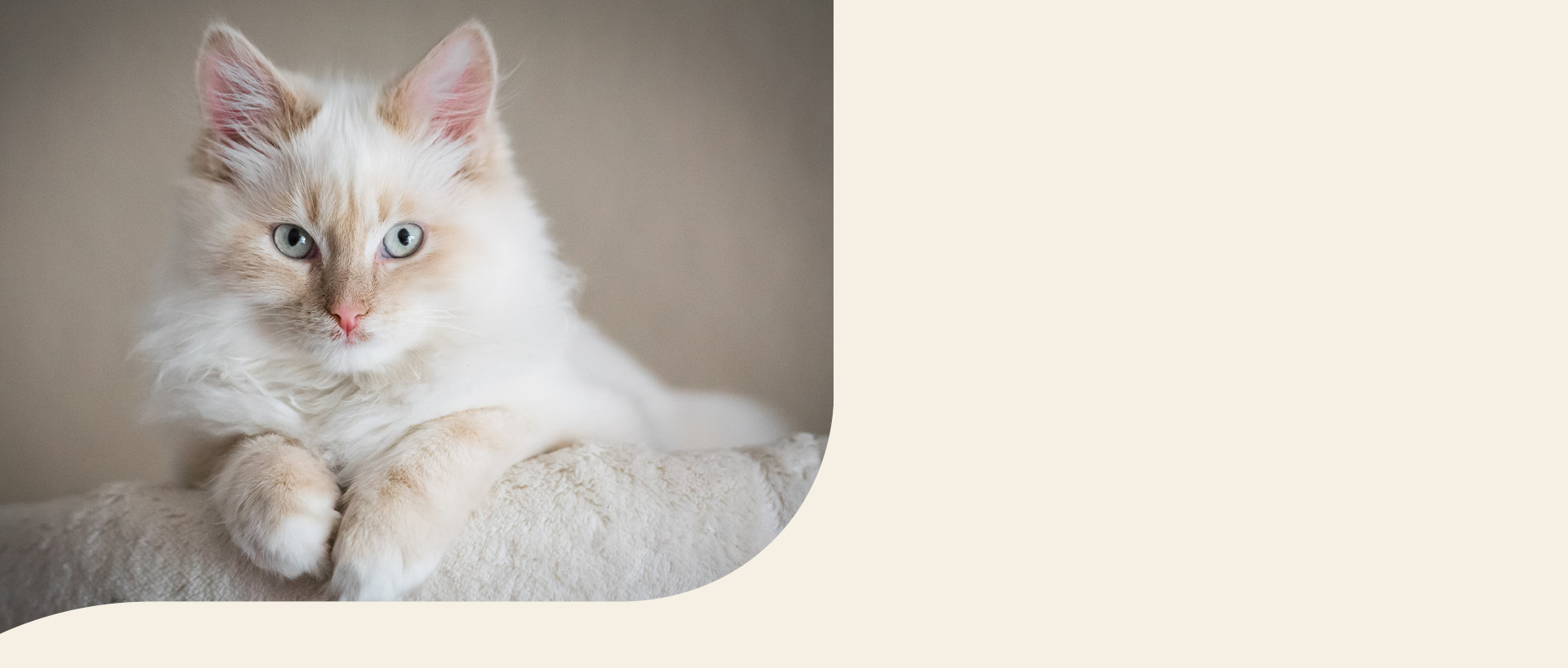 Mera Petfood Katzenrassen - Heilige Birma