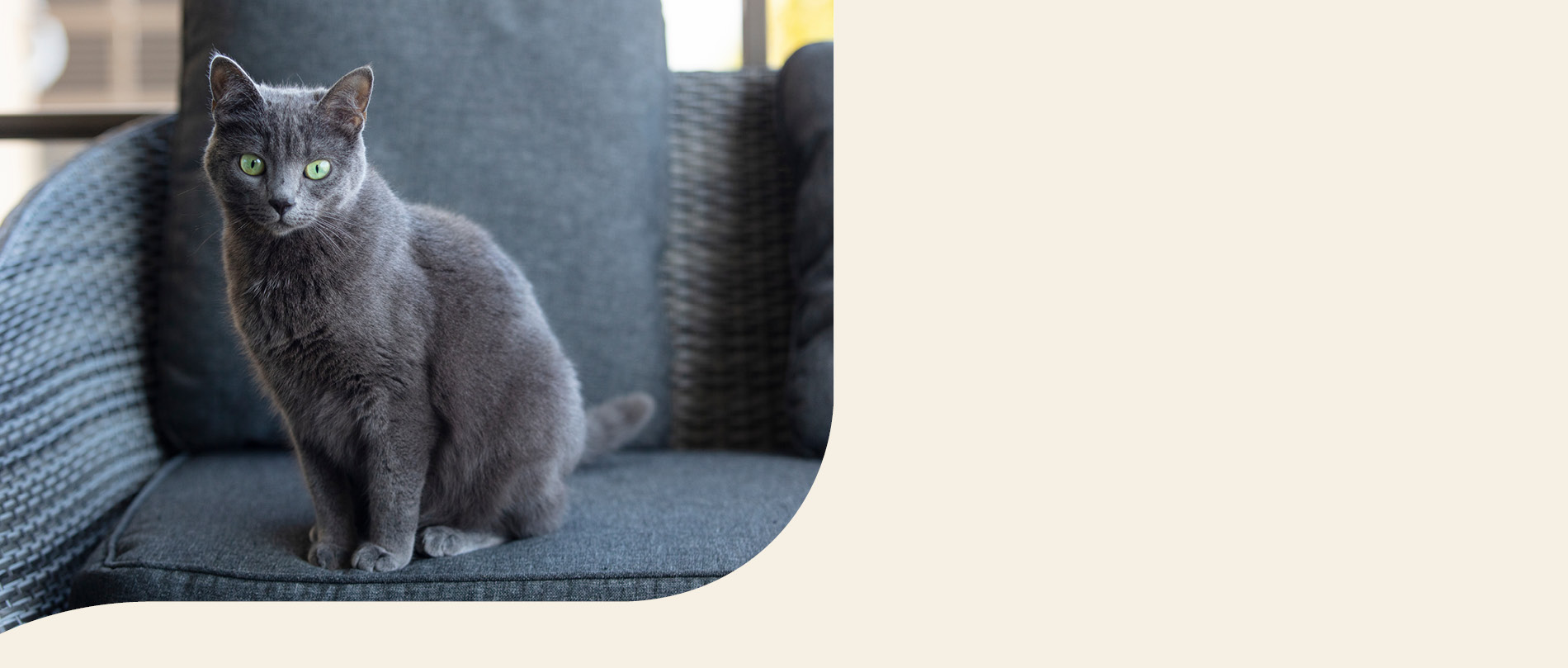 Mera Petfood Katzenrassen - Kartäuser