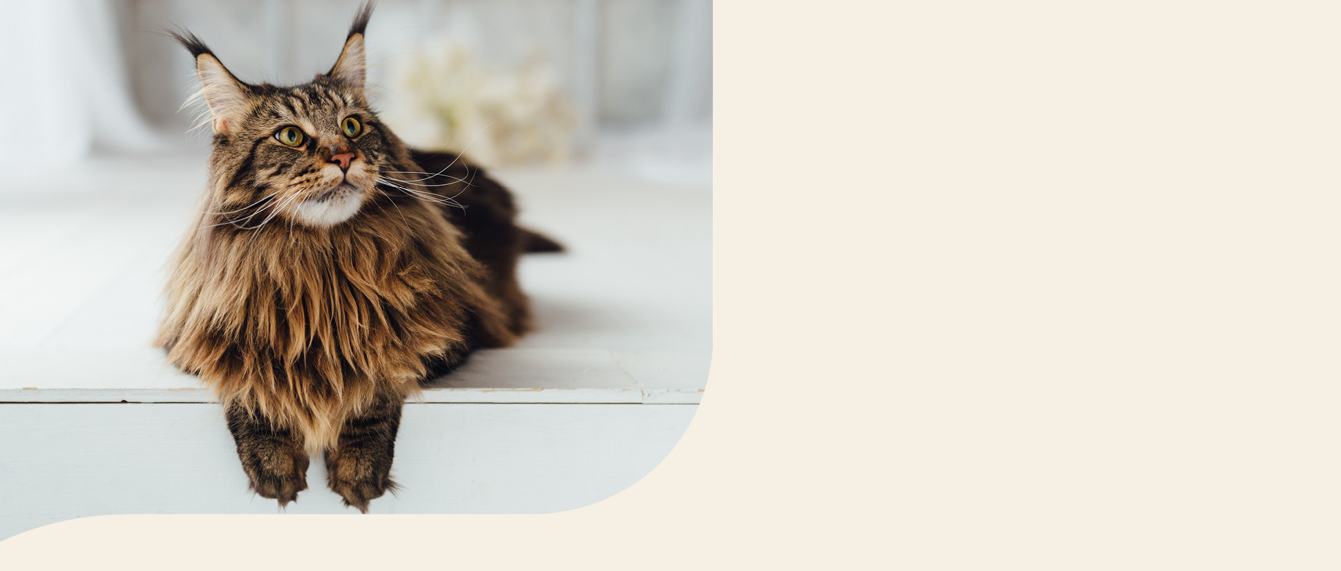 Mera Petfood Katzenrassen - Maine Coon