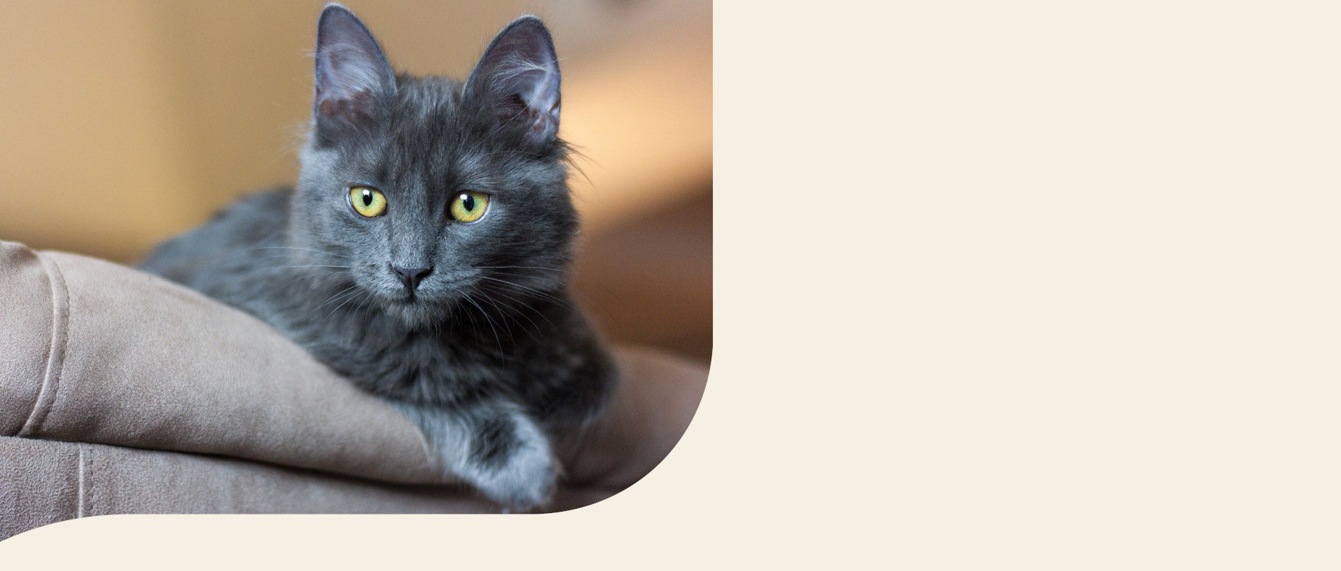 Mera Petfood Katzenrassen - Nebelung